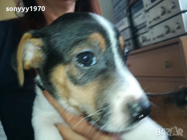 МЪЖКАР-ДЖАК РЪСЕЛ-ПОСЛЕДНА БРОЙКА!!! 2909251715, снимка 14 - Джак ръсел териер - 51880586