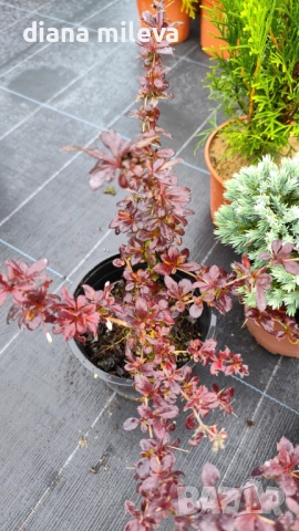 Промо пакет от 5 бр студоустойчиви растения!, снимка 5 - Градински цветя и растения - 51431387