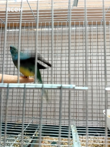 Продавам Неофема Сплендида 