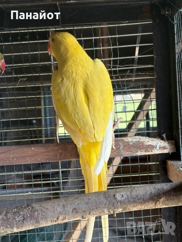 Зрели Малки Александъри, снимка 2 - Папагали - 53981116