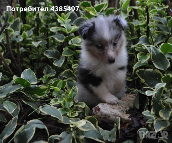 Кученца Шелти женски, снимка 3 - Други - 52802202