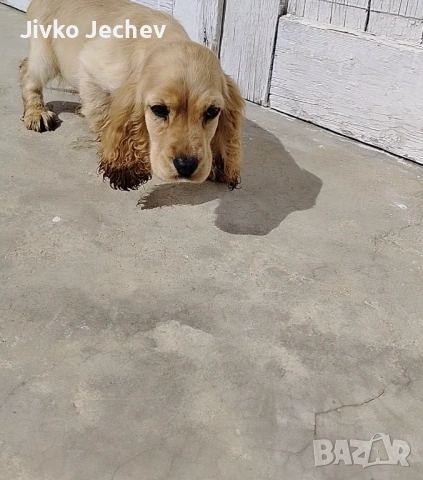 Кокер Шпаньол , снимка 3 - Кокер шпаньол - 54005140