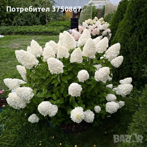 💞🤍🍀 Hydrangea paniculata 'Polar Bear' Хортензия метличеста „Полярна мечка“, снимка 2 - Градински цветя и растения - 53882430