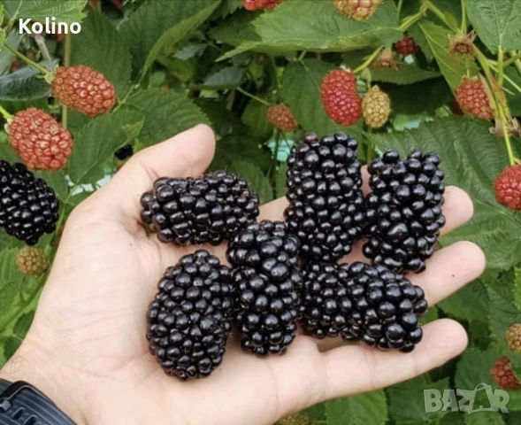 Сладко и сироп от дива къпина