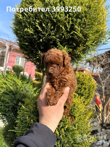 Мини той пудел момче, снимка 5 - Померан - 44449335
