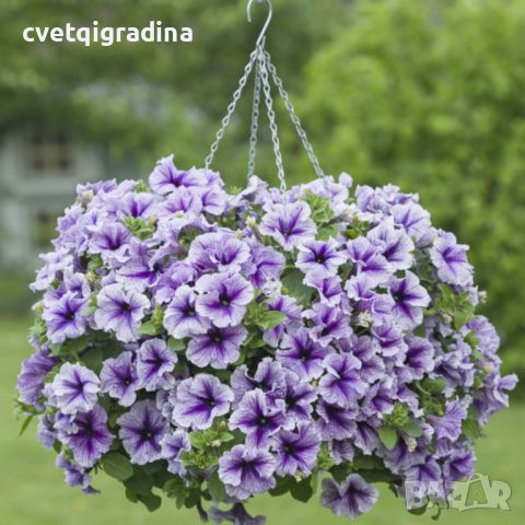 Petunia Vivini Violet Vein-Птуния виолетова вена, снимка 2 - Градински цветя и растения - 45322316