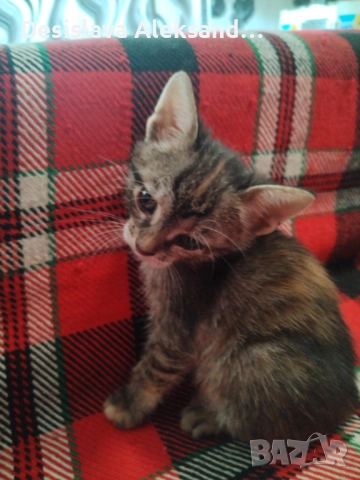 Подарявам много красиви домашни котенца , снимка 7 - Други - 51780206