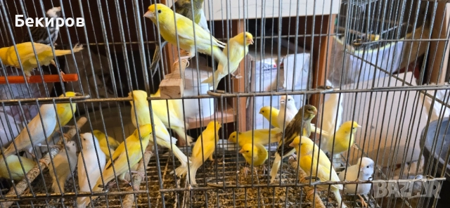 продавам канари , снимка 14 - Канари - 48365197