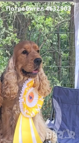 кокер шпаньол момче родословен баща , снимка 11 - Кокер шпаньол - 52776611