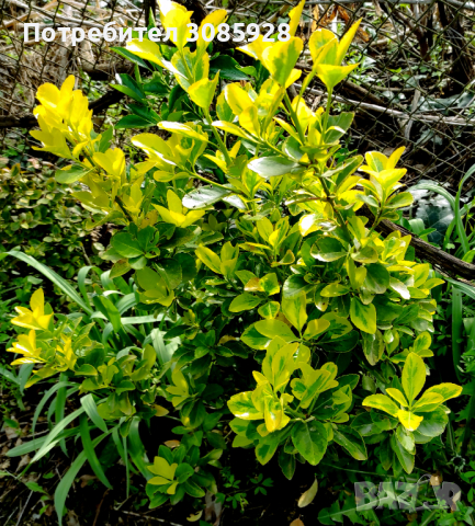 Храст Евронимус  Вариегата, снимка 2 - Градински цветя и растения - 41319074