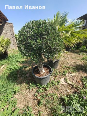 Маслиново дърво за перфектният декор на вашата градина!!!, снимка 11 - Градински цветя и растения - 46413845