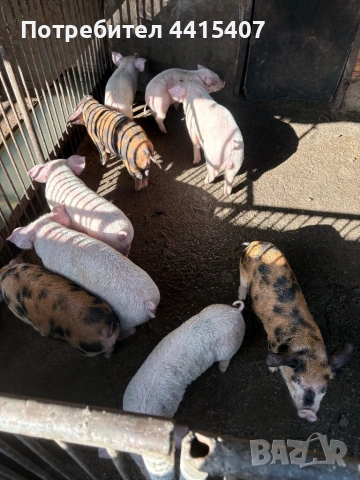 Продаваме прасета , снимка 2 - Прасета - 53996416