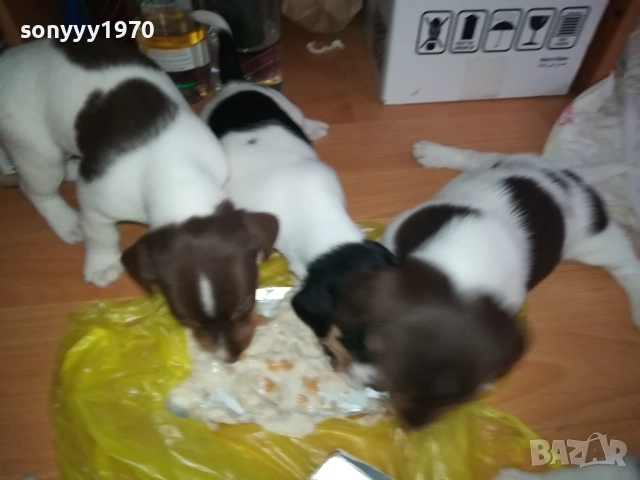 JACK RUSSELL-БЕБЕТА ДЖАК РЪСЕЛ 1609250639, снимка 18 - Джак ръсел териер - 51727864