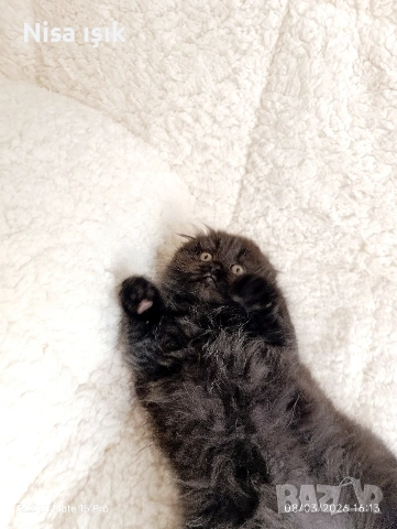 не е красива просто е уникална , снимка 2 - Британска късокосместа - 53774235