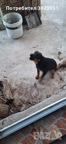 Продавам ягдтериер, снимка 12 - Ягдтериер - 53889726