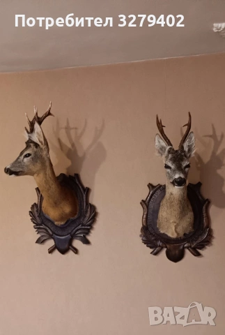 Препарирани Сръндаци 2 броя, снимка 4 - Други - 53132037