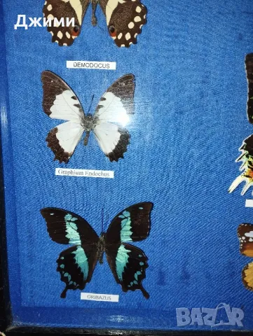 препарирани пеперуди, снимка 6 - Антикварни и старинни предмети - 50045495