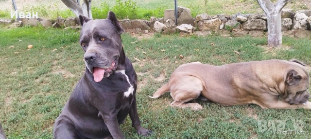 Cane Corso Italiano, снимка 11 - Търси партньор - 53836498
