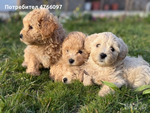 Кученца Малтипу Варна , снимка 4 - Други - 53843843