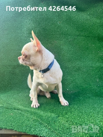 Мини момче свободен за разплод, снимка 2 - Чихуахуа - 54102816