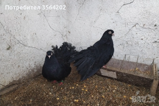 Кнежки преметачи 1чифт 