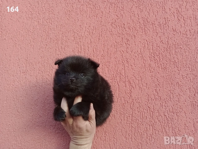 Черен Померан. Момченце., снимка 4 - Померан - 53464972