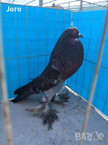 Гушести гълъби, снимка 3 - Гълъби - 53936777