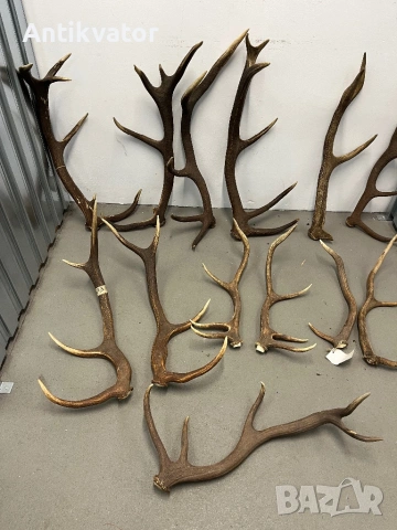 Рога от елен и сръндак, снимка 2 - Други - 50470006