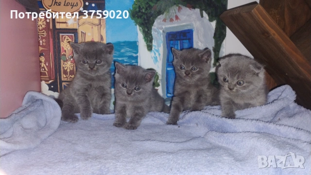 Британска късокосместа/Шотландска клепоуха, снимка 3 - Британска късокосместа - 53825984