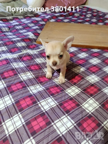 Домашни любимци, снимка 3 - Чихуахуа - 53401254