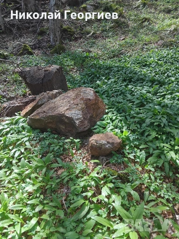 продавам левруда ,див чесън събирана във екологично чист район 5 евро за килограм.