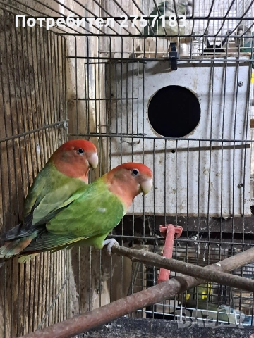 продавам чифт неразделки 2025 г, снимка 2 - Папагали - 53991923