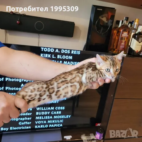 Бенгалски котета, снимка 4 - Други - 50151079
