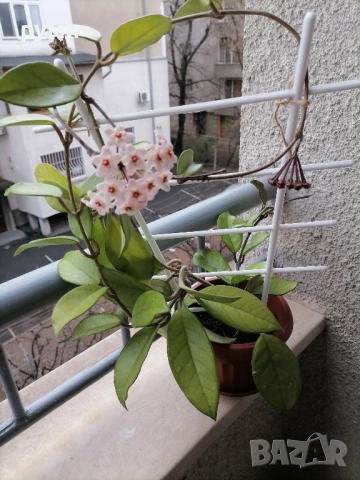 Хоа Карноза ,розова