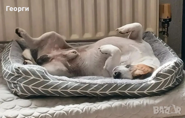 Легло за кучета или котки, 60×45 см, снимка 9 - За котки - 51925990