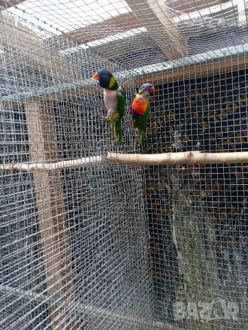 Работещи двойки папагали многоцветно лори., снимка 3 - Папагали - 46403187