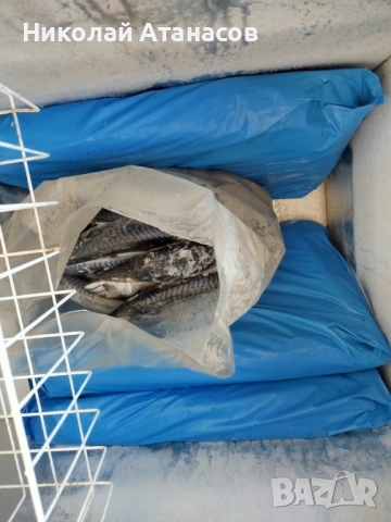 Риба скумрия , снимка 3 - Такъми - 53980282