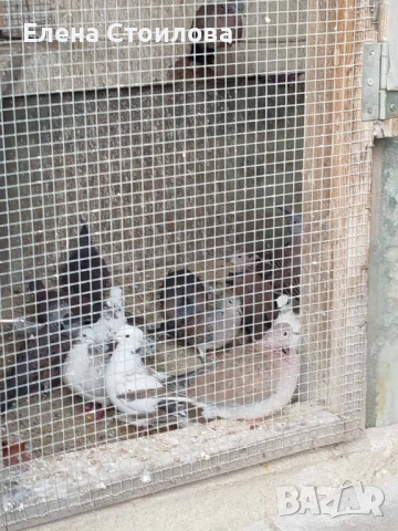 Гугутки и гълъби , снимка 11 - Гълъби - 53829038