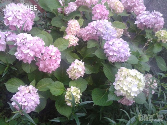 хортензия  - 2 цвята, снимка 1 - Градински цветя и растения - 45581359