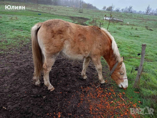 Продавам понита и коне, снимка 3 - Коне - 47149898