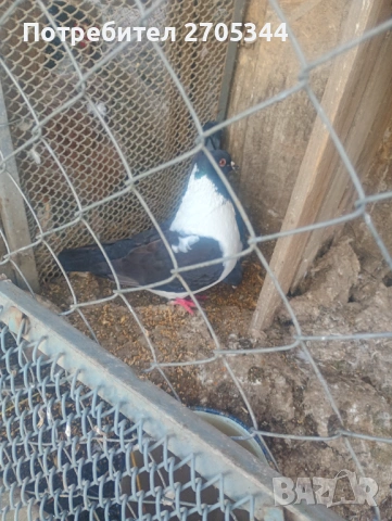 Немски Щтрасери, снимка 2 - Гълъби - 54254748