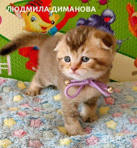 Шотландски златни чинчили. , снимка 9 - Британска късокосместа - 53387343