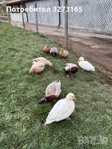 Патета/чифтове Калдък 