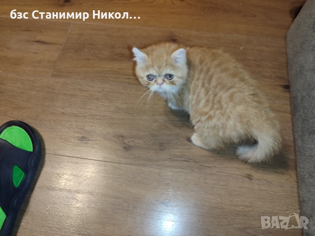 Женско екзотично персийско коте на 4 месеца., снимка 8 - Персийска - 52881164