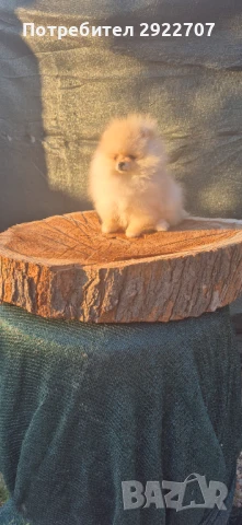  Померанче момче , снимка 1