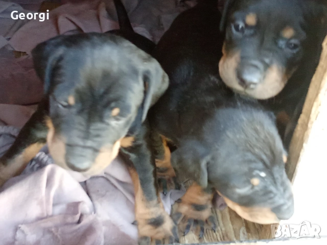 Продавам  кучета ягтериер , снимка 11 - Ягдтериер - 53980313