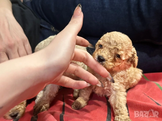 Пудел той , снимка 8 - Пудели - 53697550