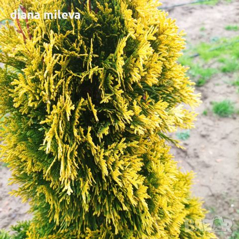 Туя Златен Смарагд, Thuja Occidentalis Golden Smaragd, снимка 7 - Градински цветя и растения - 37217569
