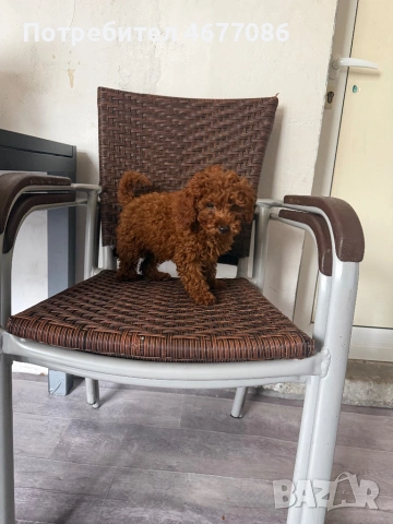 Toypudel женски на 3 месеца , снимка 2 - Пудели - 53204326