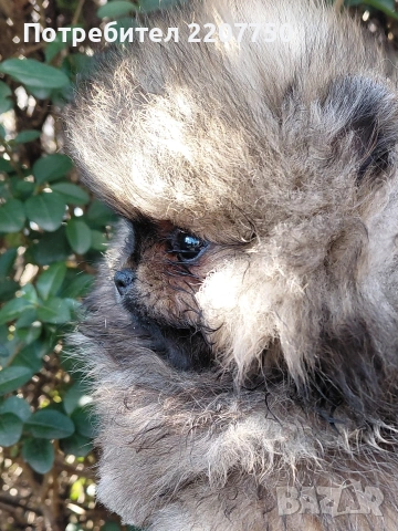 продавам померан , снимка 3 - Померан - 53100329